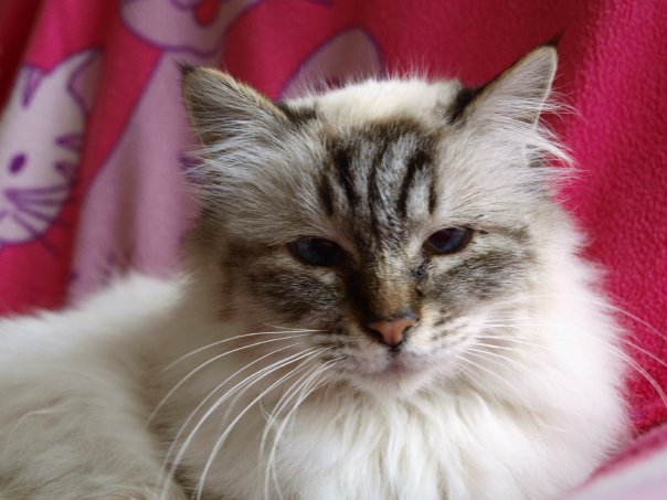 Suzi